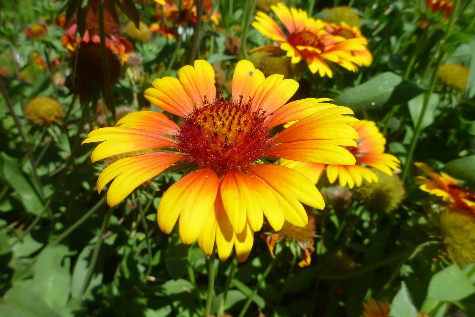 Indian Blanket (Gaillardia Pulchella) — Its adaptability makes it suitable for rock gardens, borders, and as a ground cover