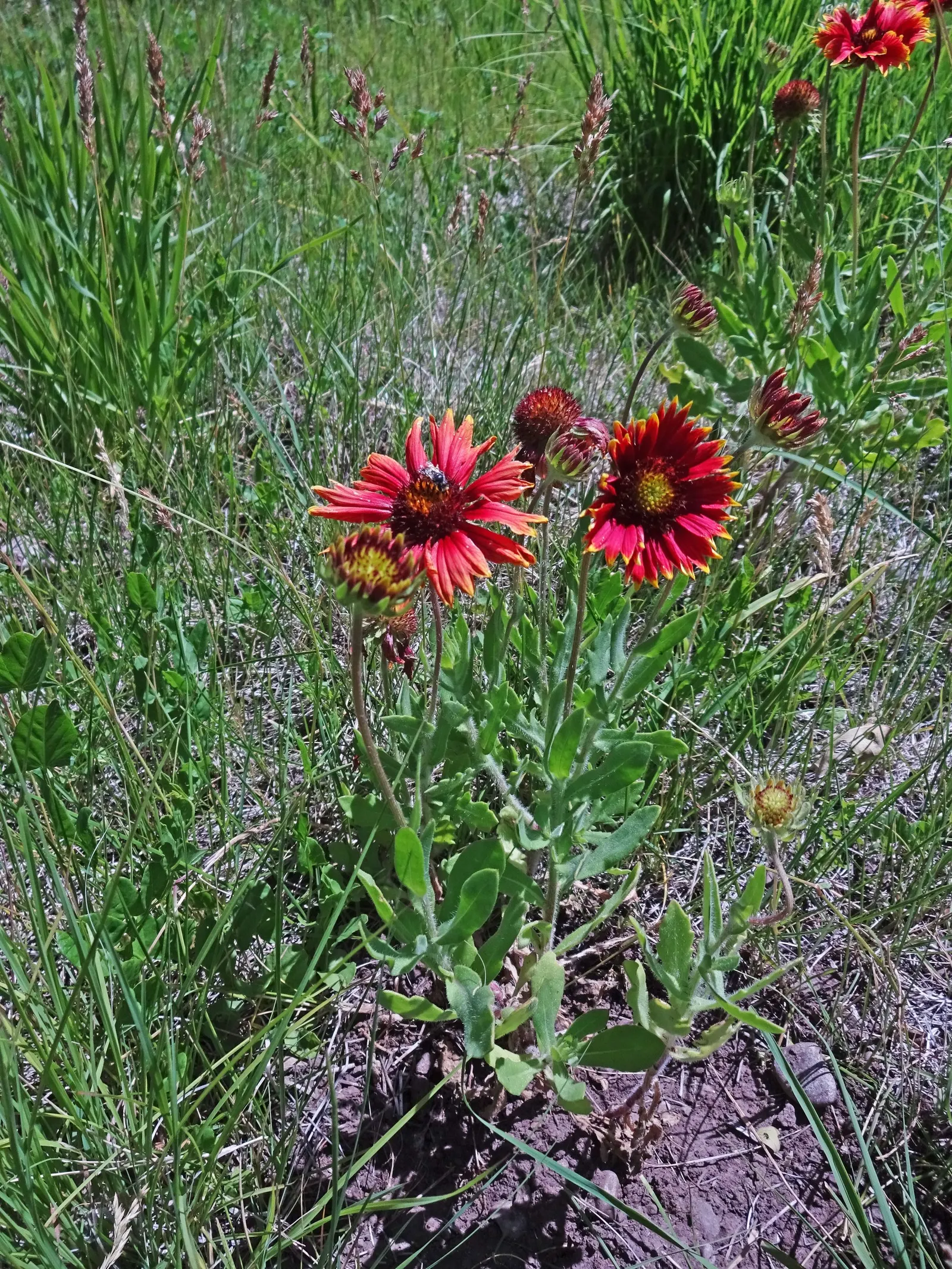 Indian Blanket (Gaillardia Pulchella) — boasting daisy-like blooms up to 4 inches across; resembling a sunset woven into its petals, image 54