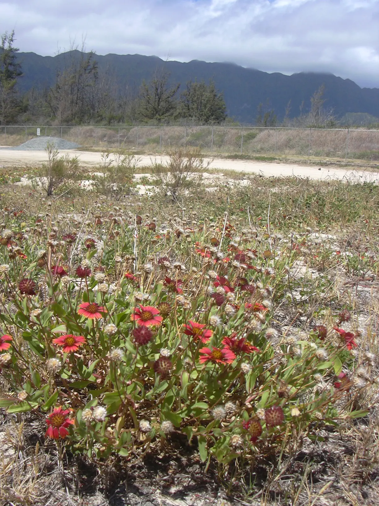 Indian Blanket (Gaillardia Pulchella) — slightly hairy green leaves; the Indian Blanket is tolerant of poor soil conditions and is an excellent candidate for