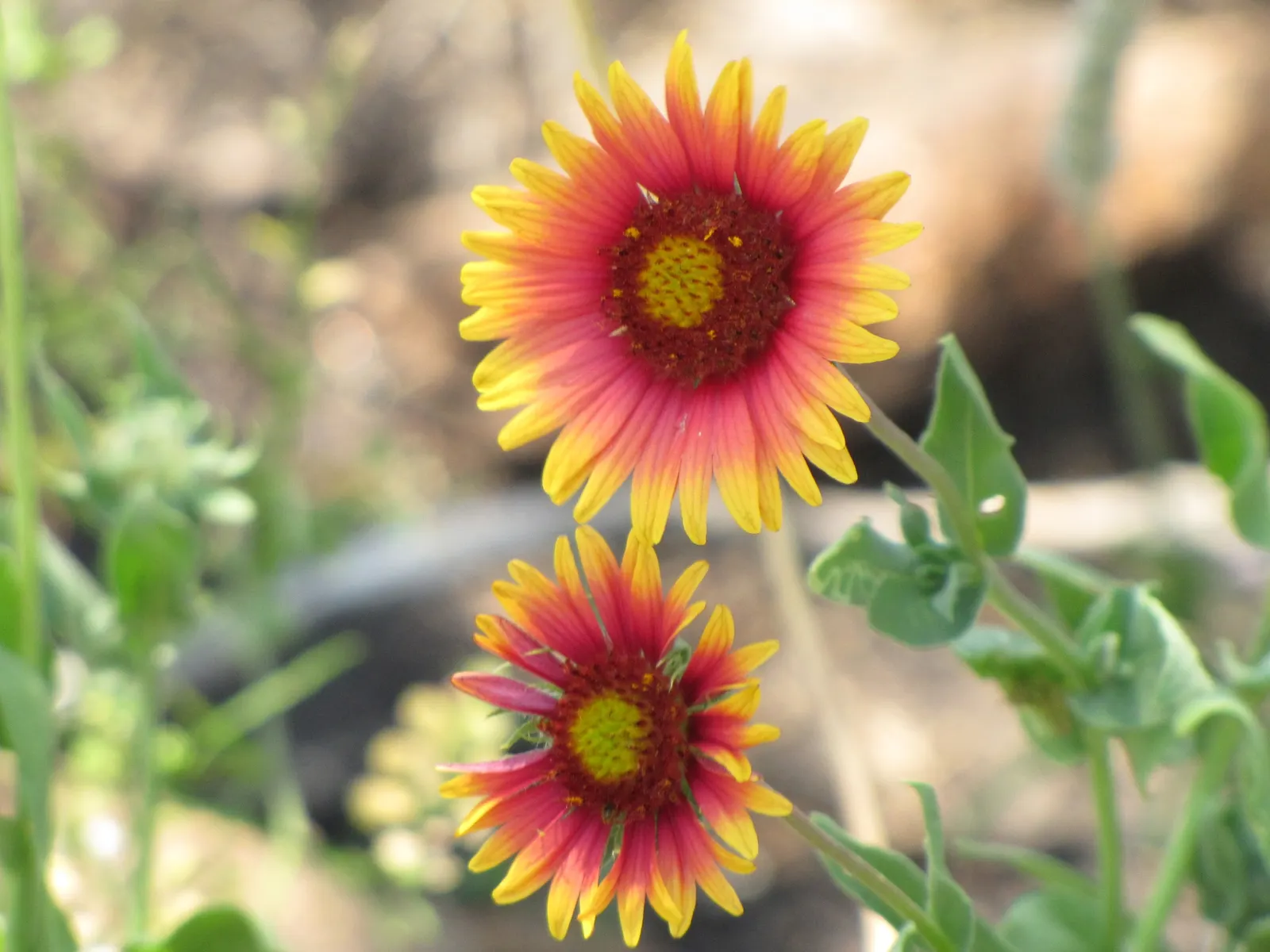 Indian Blanket (Gaillardia Pulchella) — slightly hairy green leaves