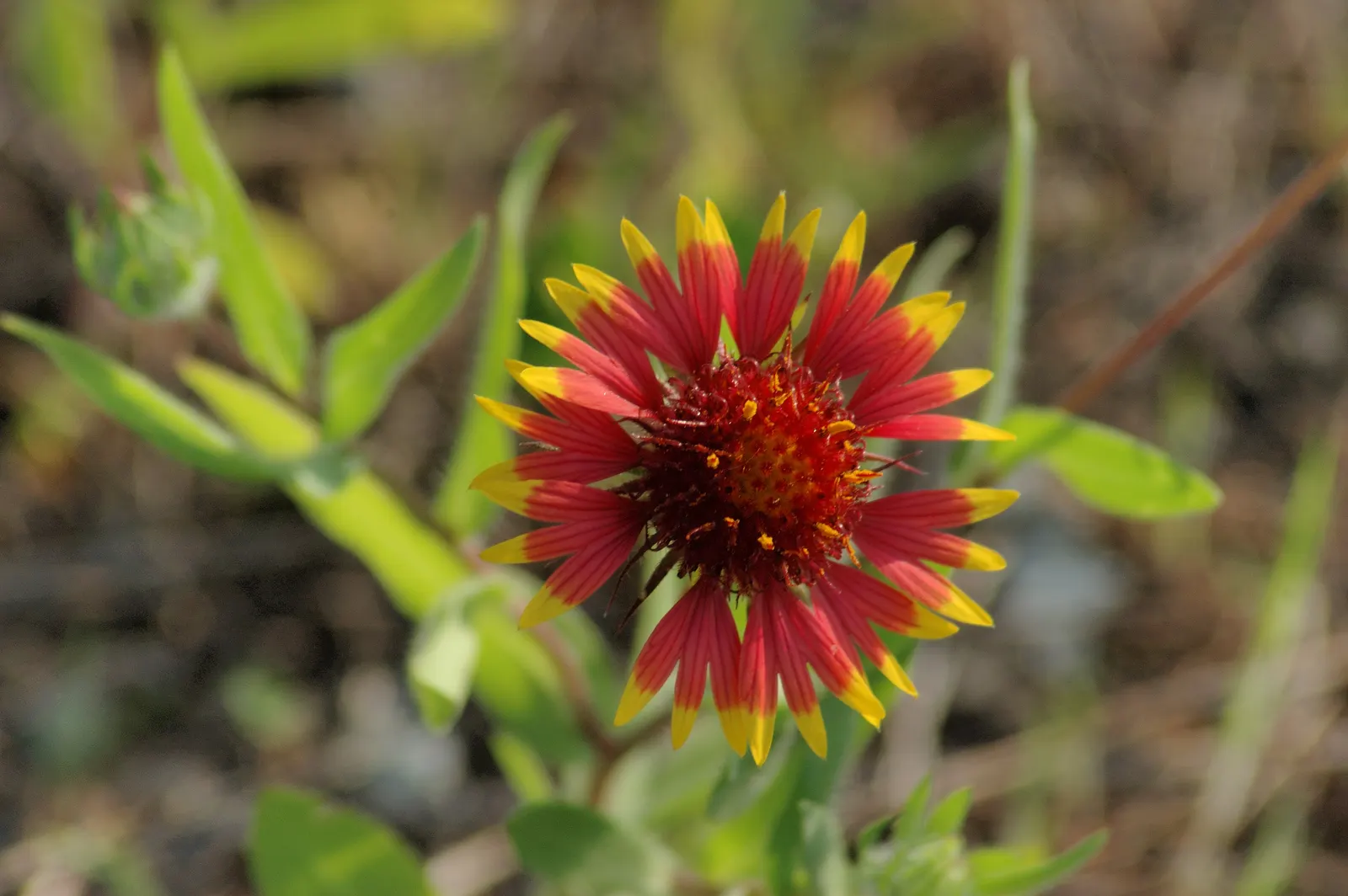 Indian Blanket (Gaillardia Pulchella) — Its fiery red petals tipped with yellow mimic a sunset and flourish in full sun; requiring minimal watering once