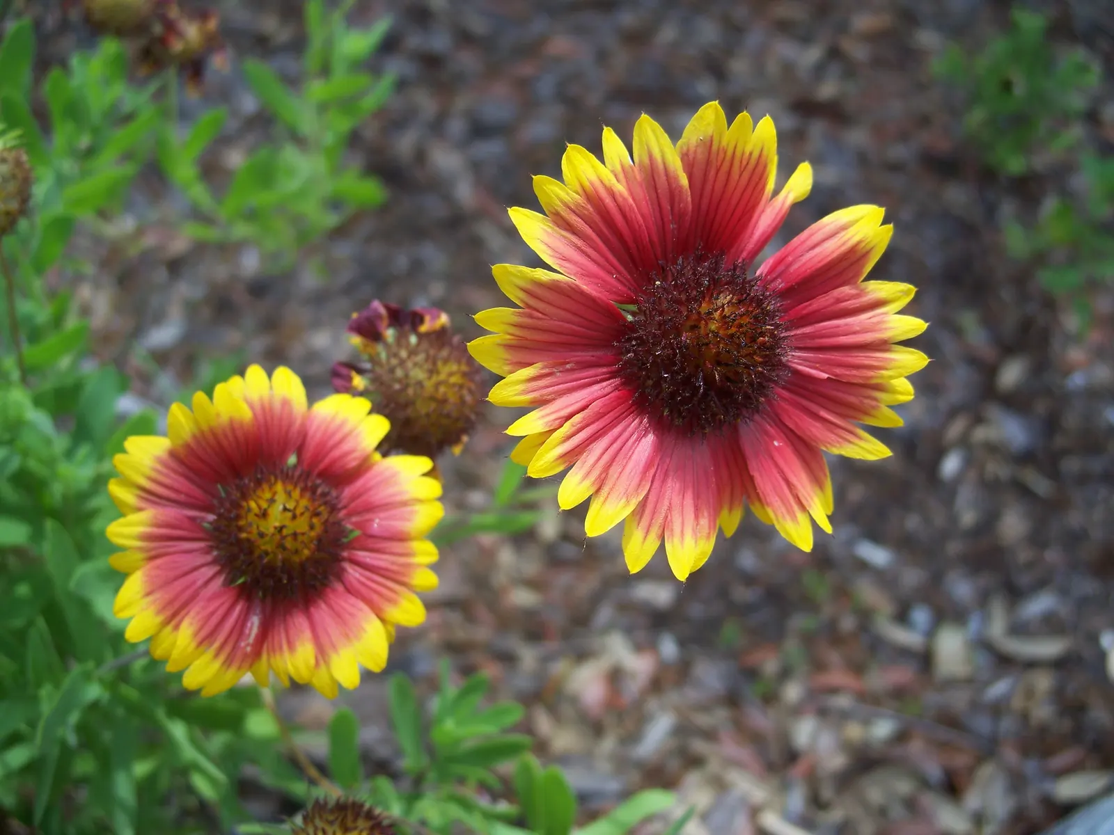 Indian Blanket (Gaillardia Pulchella) — perennial with multi-colored and orange blooms; it offers ample coverage and can be planted en masse for a dramatic
