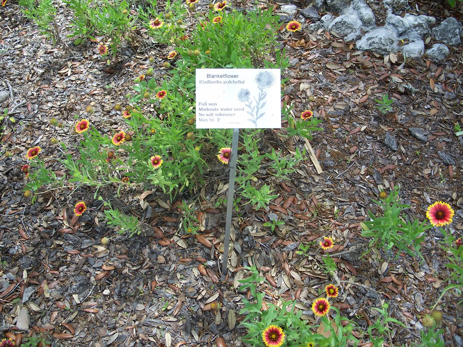 Indian Blanket (Gaillardia Pulchella) — colorful accent to xeriscapes and wildflower gardens; its growth habit and vibrant flowers contribute to its status as