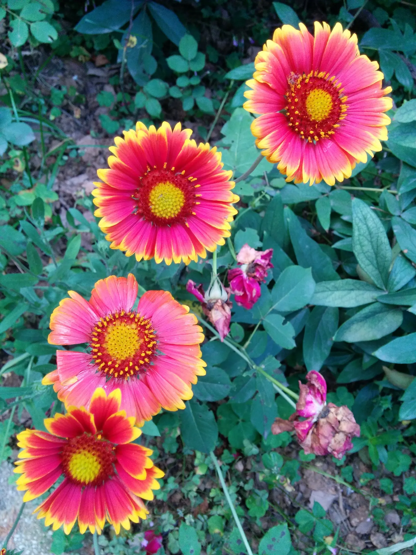 Indian Blanket (Gaillardia Pulchella) — your client will enjoy a garden that radiates warmth and energy