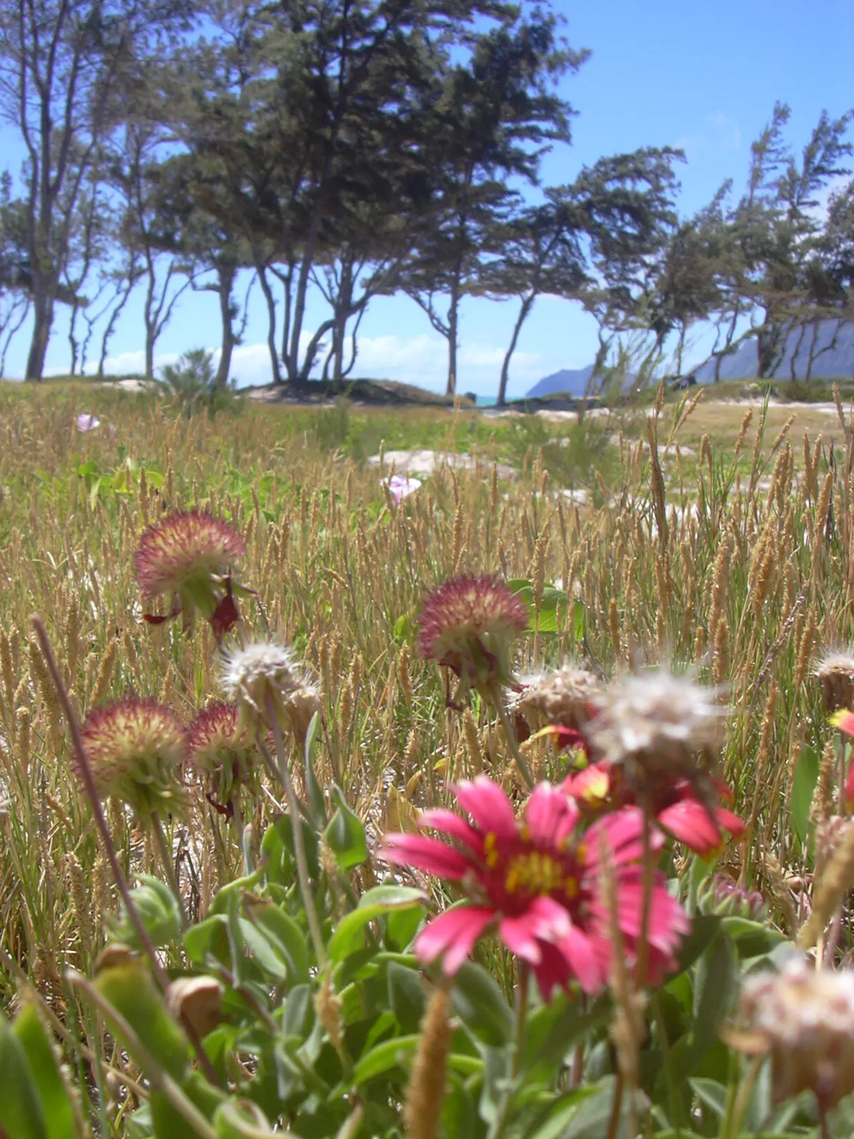 Indian Blanket (Gaillardia Pulchella) — perennial with multi-colored and orange blooms
