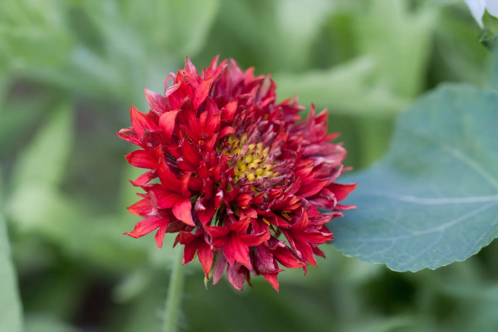 Indian Blanket (Gaillardia Pulchella) — multi-colored and orange flowers in the garden