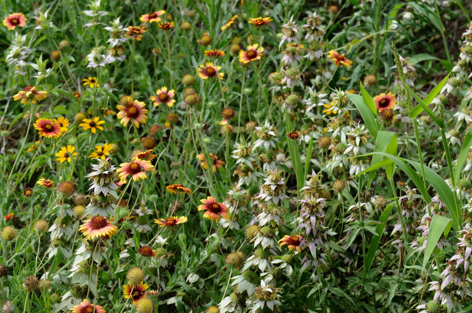 Indian Blanket (Gaillardia Pulchella) — Its growth habit and vibrant flowers contribute to its status as an essential component for a low-maintenance