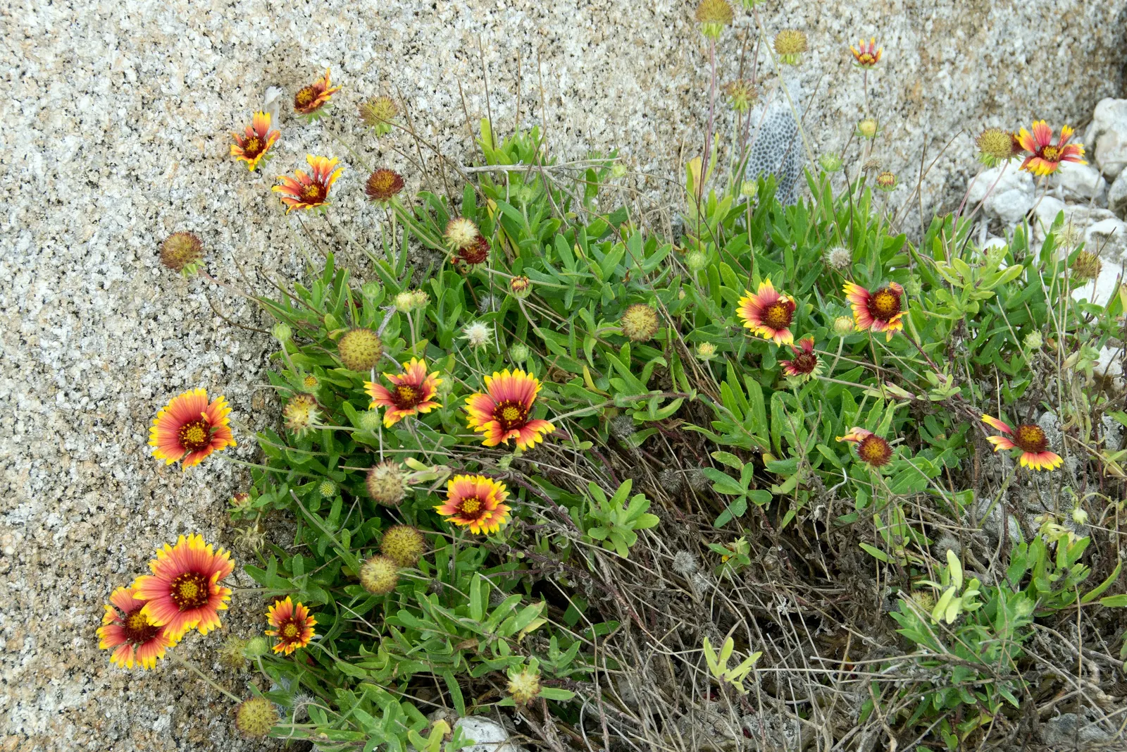 Indian Blanket (Gaillardia Pulchella) — is a vibrant perennial that adds a burst of warm color through its daisy-like flowers; scientifically named Gaillardia