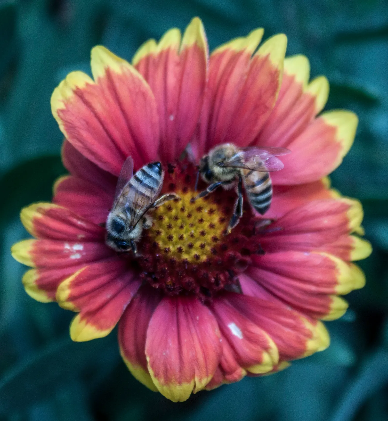 Indian Blanket (Gaillardia Pulchella) — Hardy in zones 3-10, it reaches 12-24 inches in height and spreads 12-20 inches; perennial with, image 82