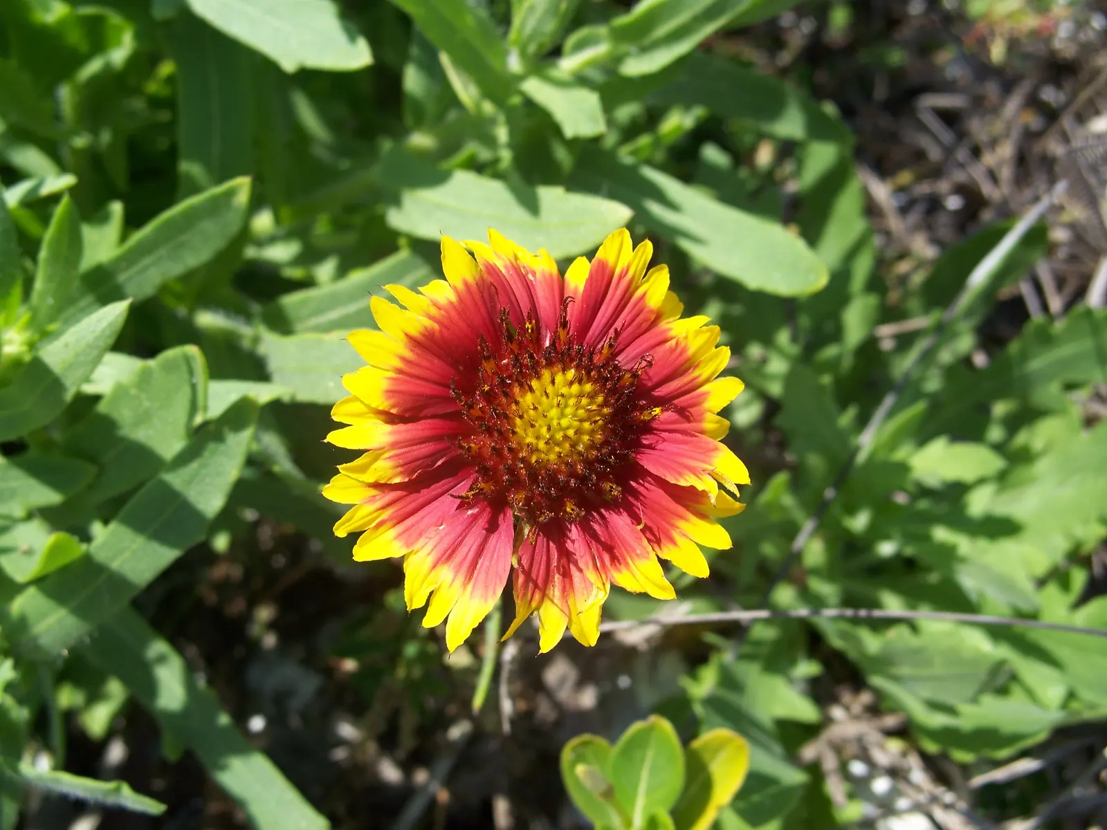 Indian Blanket (Gaillardia Pulchella) — your client will enjoy a garden that radiates warmth and energy; naturalistic design.<br><br>By incorporating