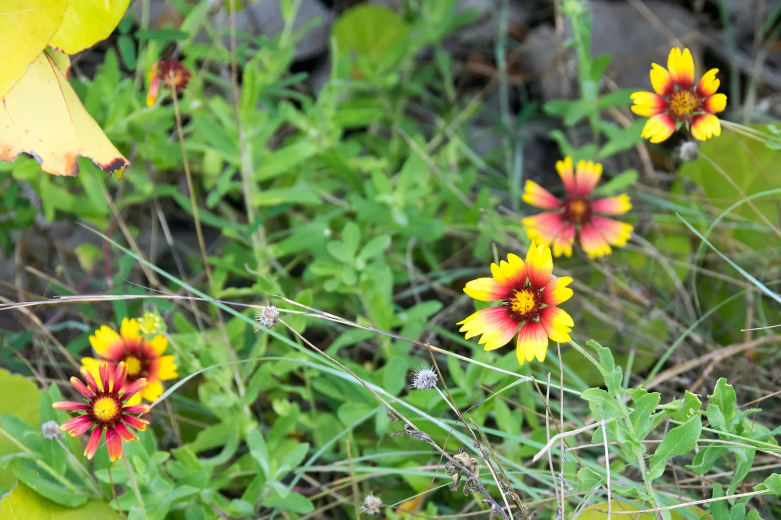Indian Blanket (Gaillardia Pulchella) — requiring minimal watering once established; its adaptability makes it suitable for rock gardens, borders, and as a