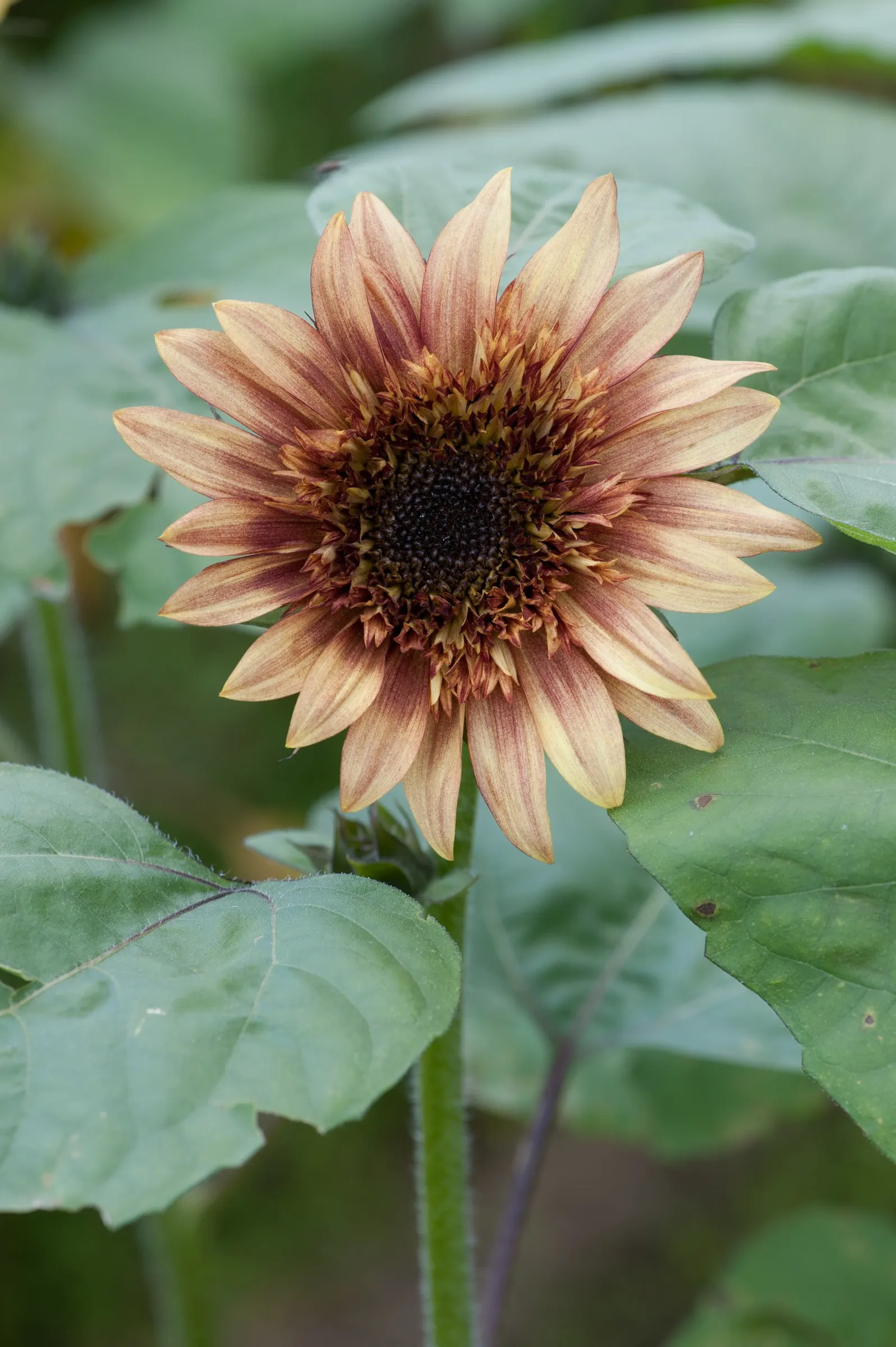Indian Blanket (Gaillardia Pulchella) — creating an eye-catching display against the plant's lance-shaped