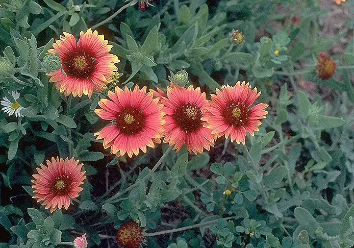 Indian Blanket (Gaillardia Pulchella) — Drought-tolerant and low-maintenance