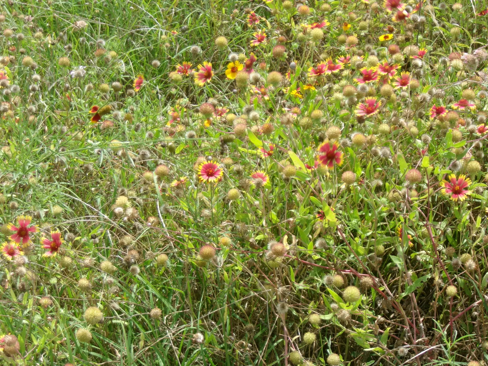 Indian Blanket (Gaillardia Pulchella) — is a vibrant perennial often grown as an annual; hardy in zones 3-10, it reaches 12-24 inches in height and, image 79