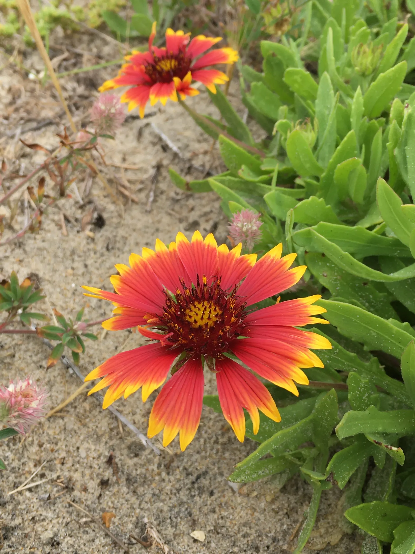 Indian Blanket (Gaillardia Pulchella) — colorful accent to xeriscapes and wildflower gardens
