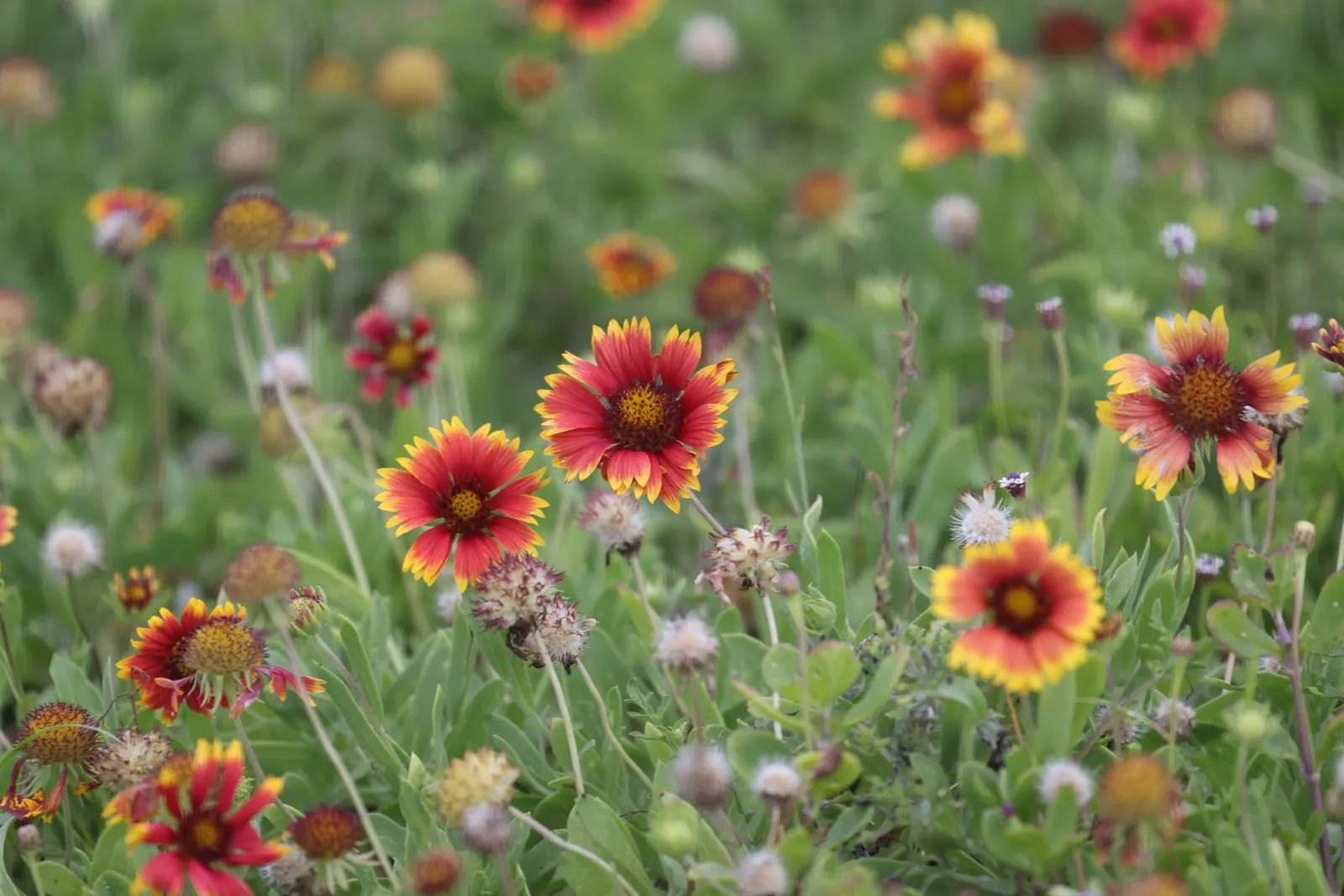Indian Blanket (Gaillardia Pulchella) — perennial for full; and stands resilient against challenging environmental conditions, image 78