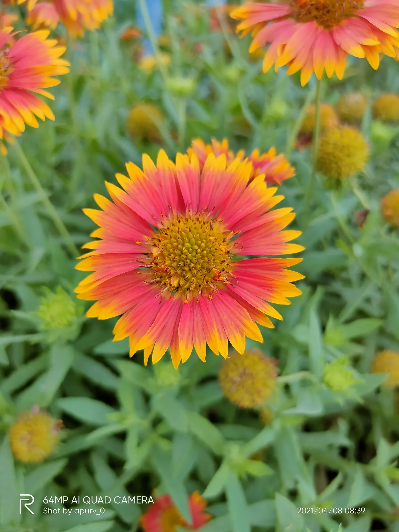 Indian Blanket (Gaillardia Pulchella) — boasting daisy-like blooms up to 4 inches across