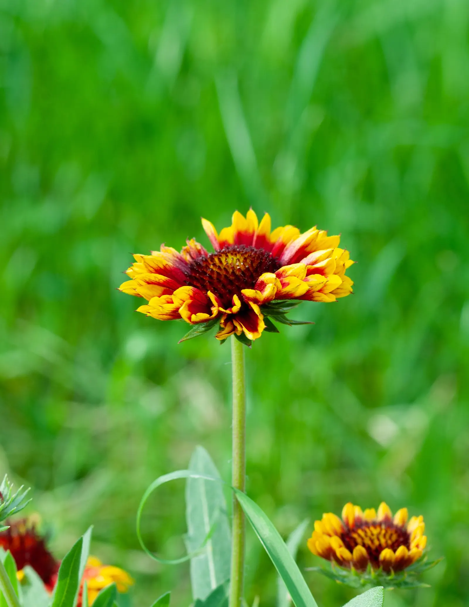 Indian Blanket (Gaillardia Pulchella) — is a vibrant perennial that adds a burst of warm color through its daisy-like flowers