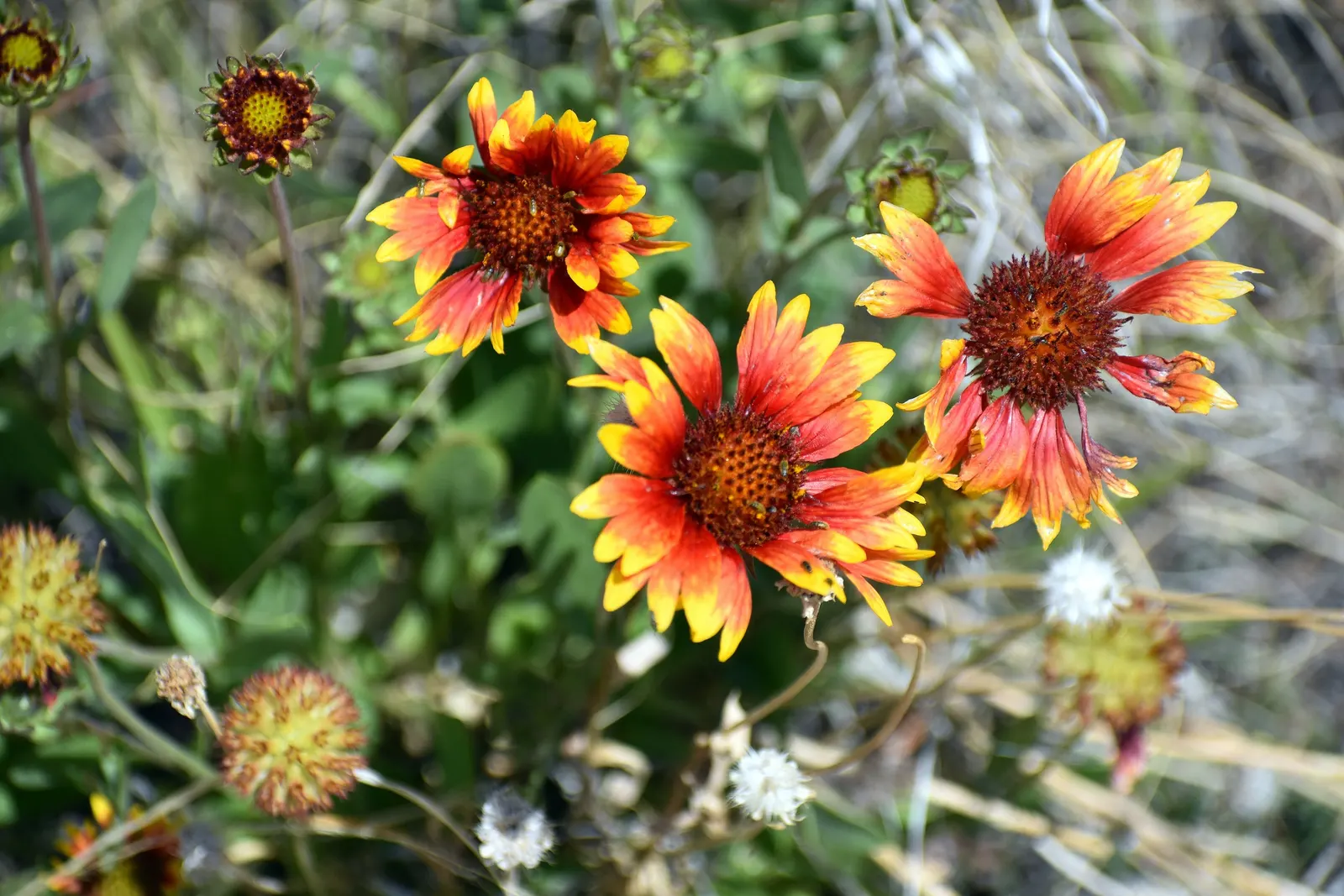 Indian Blanket (Gaillardia Pulchella) — resembling a sunset woven into its petals