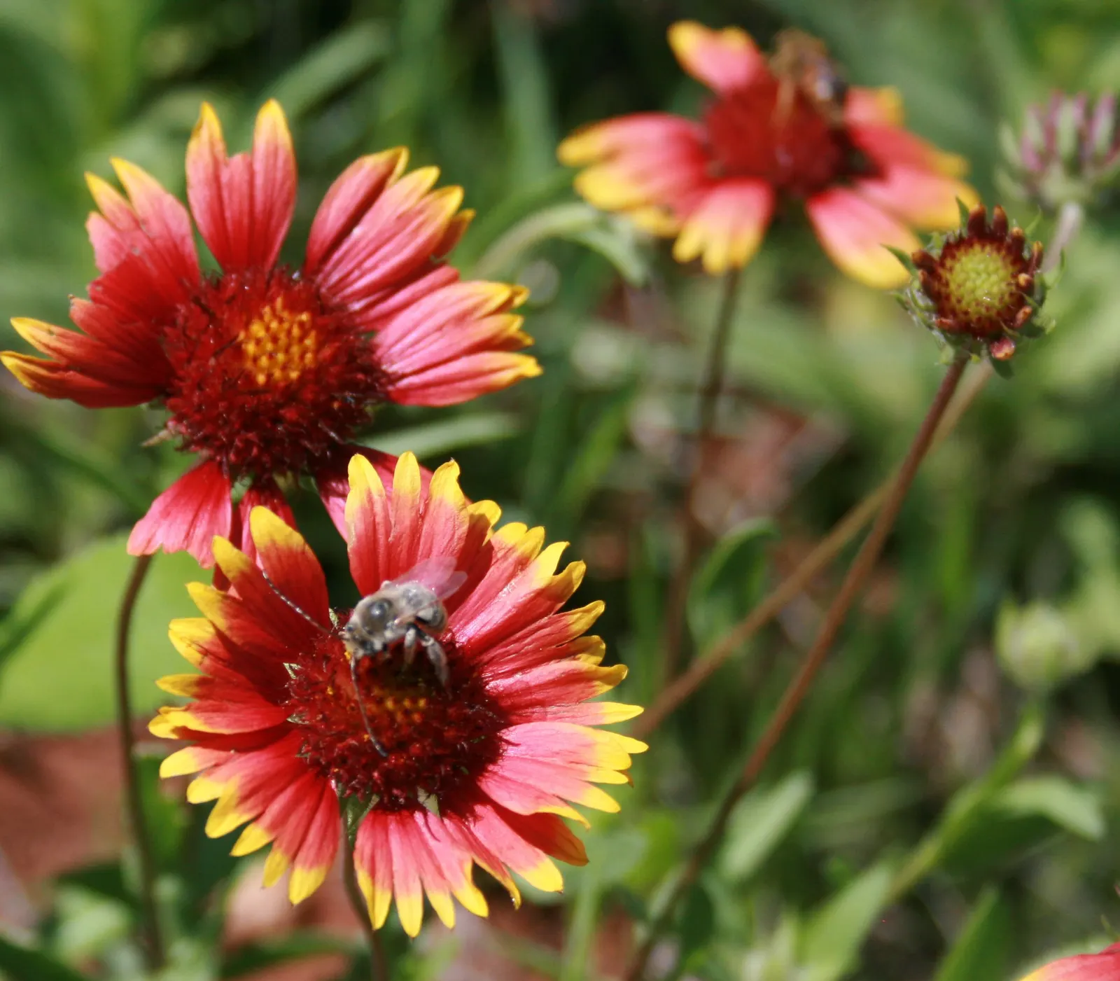 Indian Blanket (Gaillardia Pulchella) — Its fiery red petals tipped with yellow mimic a sunset and flourish in full sun