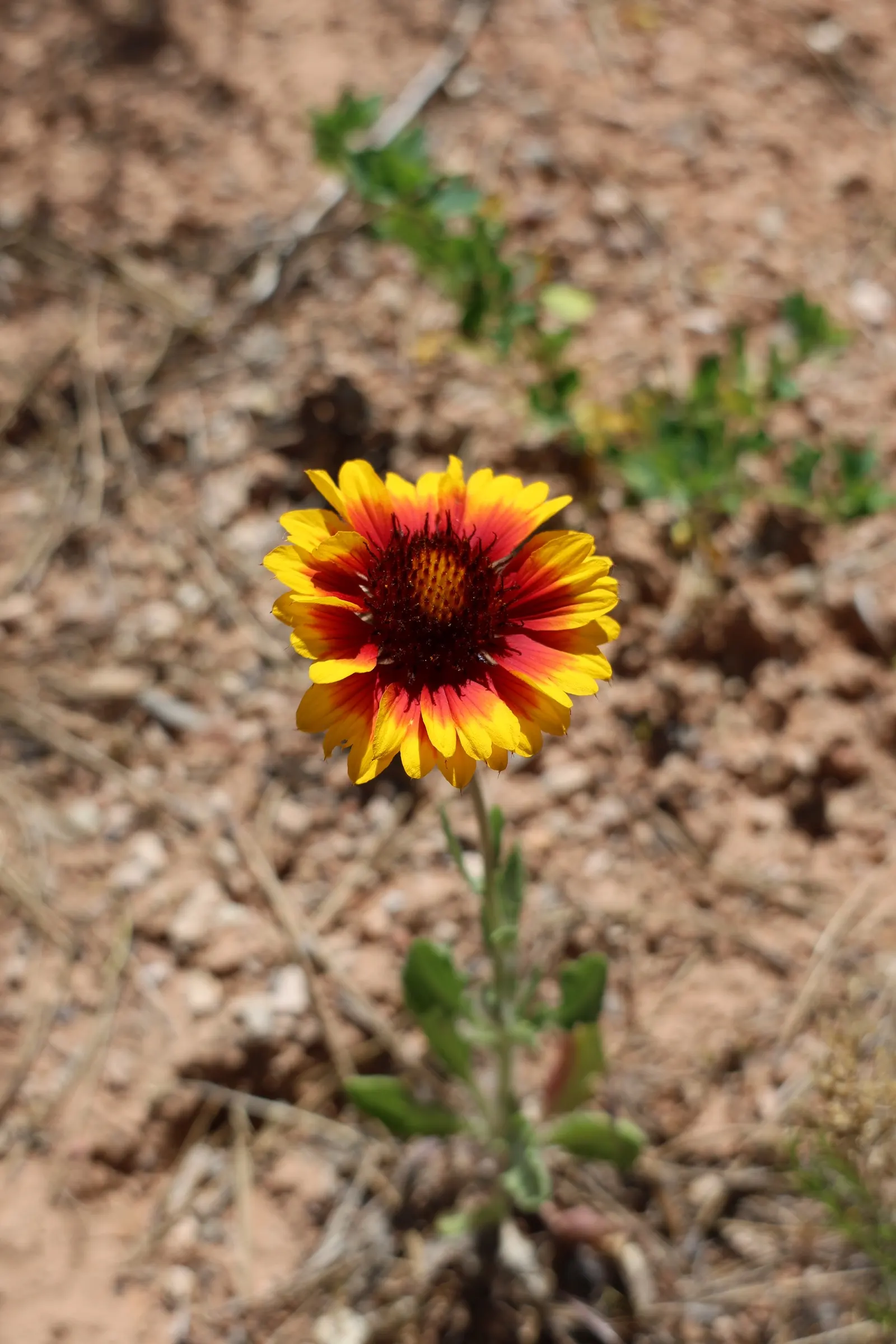 Indian Blanket (Gaillardia Pulchella) — scientifically named Gaillardia pulchella
