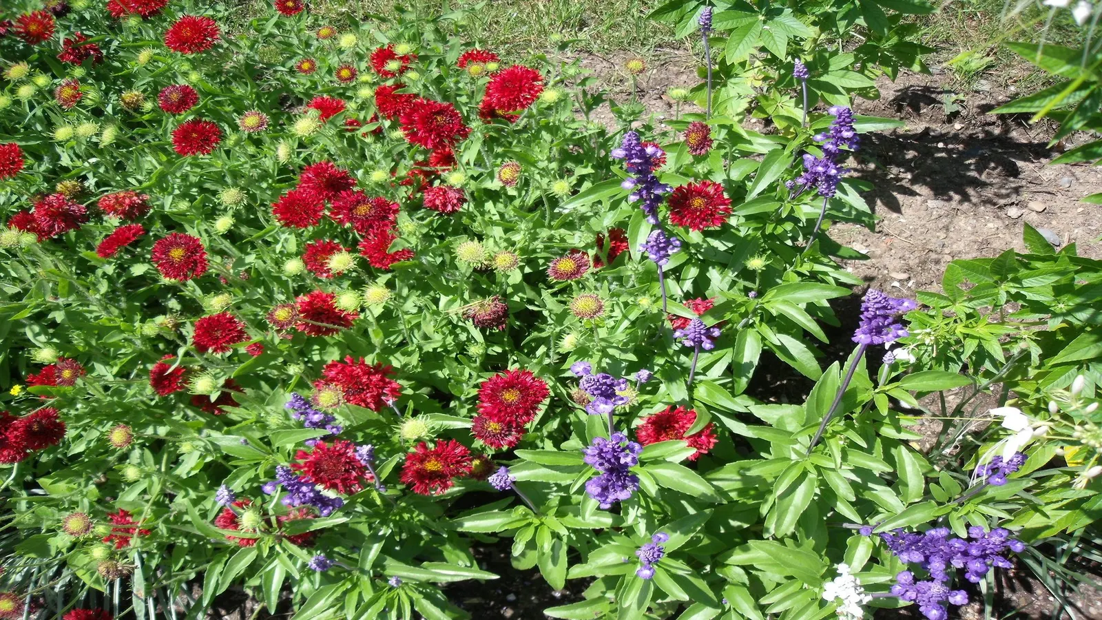 Indian Blanket (Gaillardia Pulchella) — The flowers can reach up to 3-4 inches in diameter