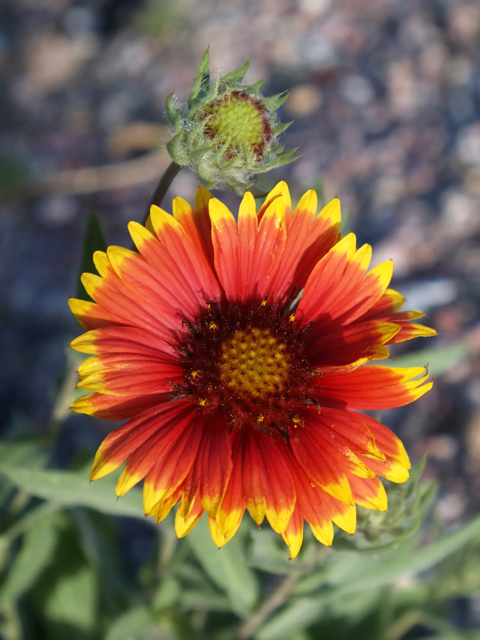 Indian Blanket (Gaillardia Pulchella) — it attracts pollinators while adding a warm