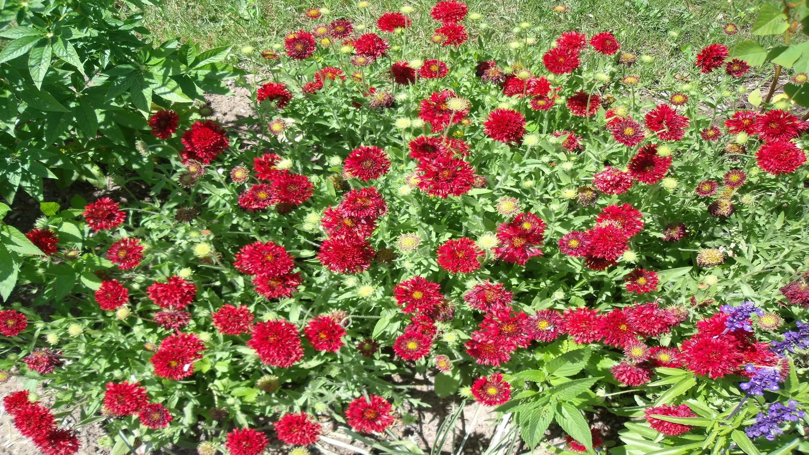 Indian Blanket (Gaillardia Pulchella) — the plant's blooms showcase a striking blend of red