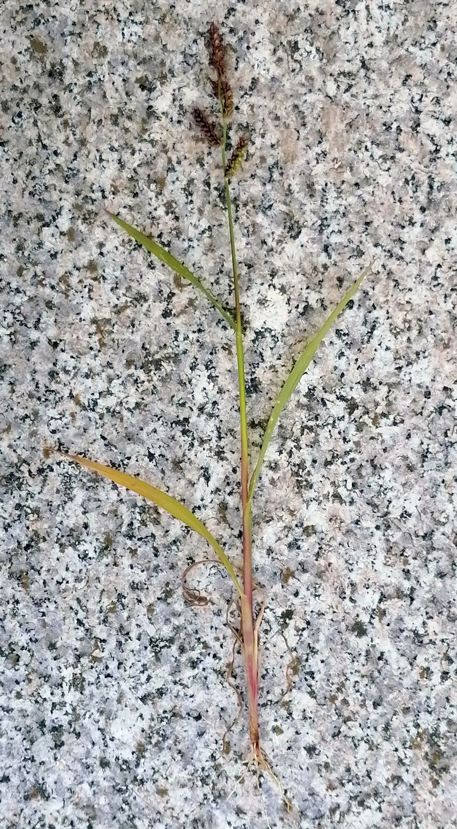 Japanese Grass Sedge (Carex Morrowii) — variegated leaves up to 18 inches long and about 0.5 inches wide; making it an excellent choice for those tricky areas