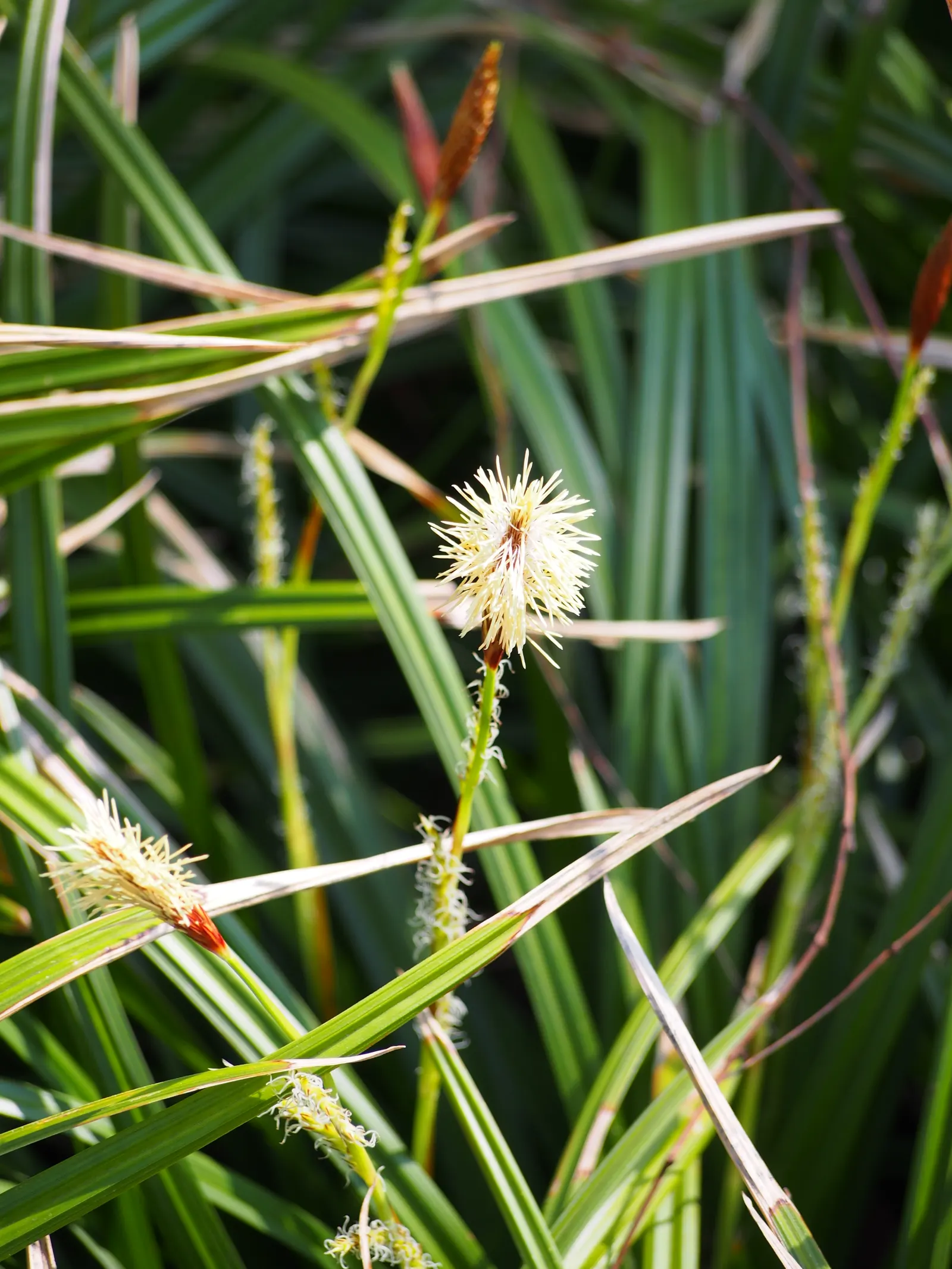 Japanese Grass Sedge (Carex Morrowii) — vibrant landscape.<br><br>Ideal for mass plantings; carex morrowii offers year-round interest with minimal, image 127