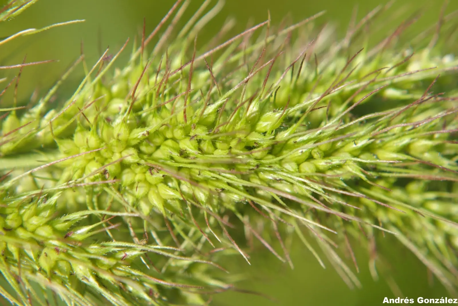 Japanese Grass Sedge (Carex Morrowii) — making it an excellent choice for those tricky areas beneath trees or in slightly shaded corners of the, image 99