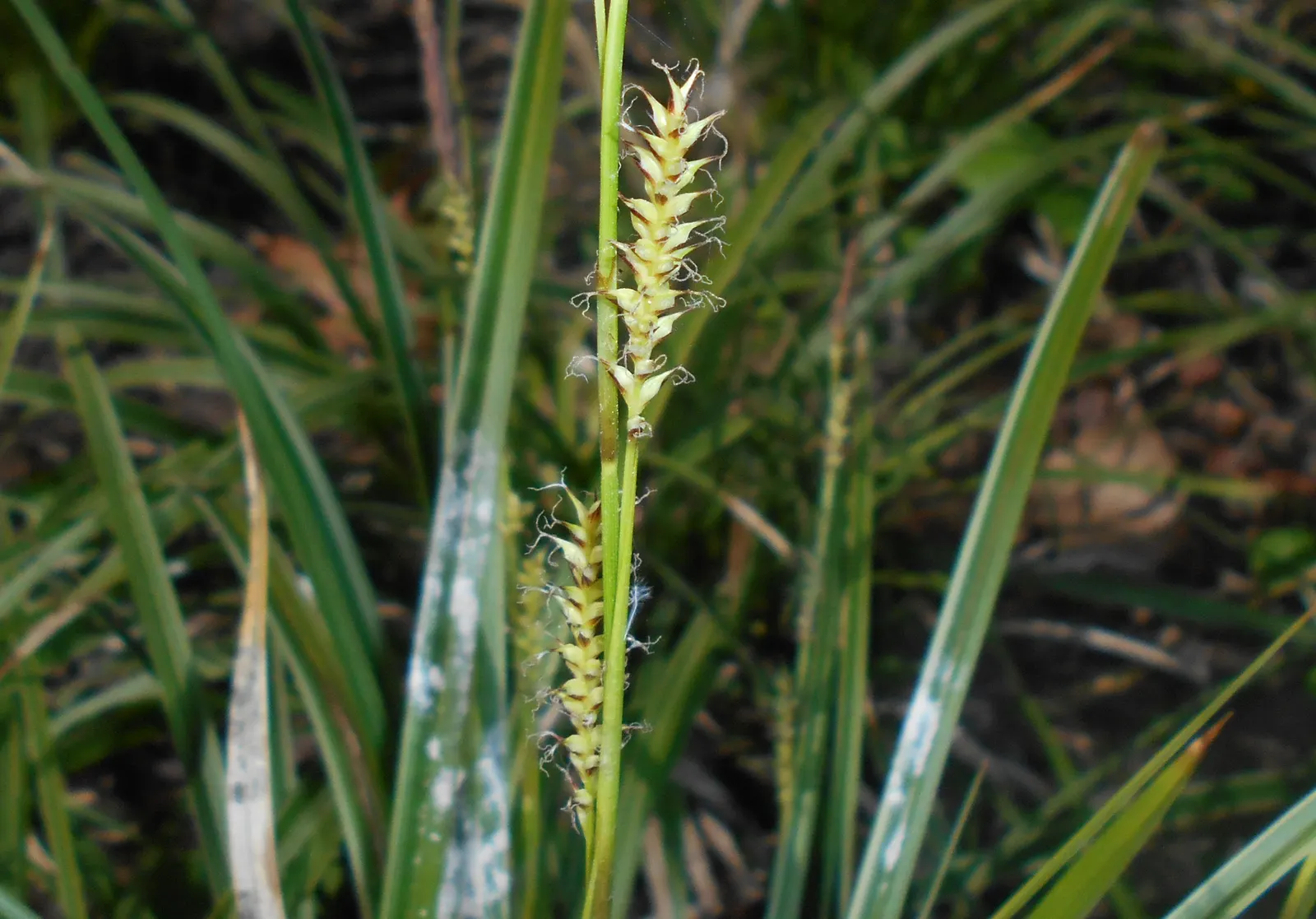 Japanese Grass Sedge (Carex Morrowii) — Carex morrowii offers year-round interest with minimal maintenance