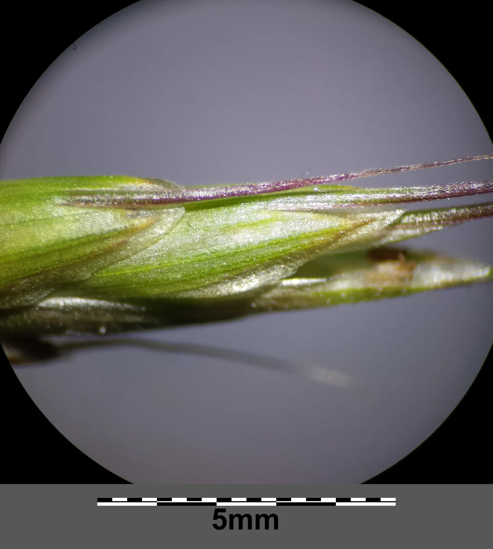 Japanese Grass Sedge (Carex Morrowii) — It prefers well-draining soil but is adaptable to a range of soil types; this sedge is rarely affected by, image 56