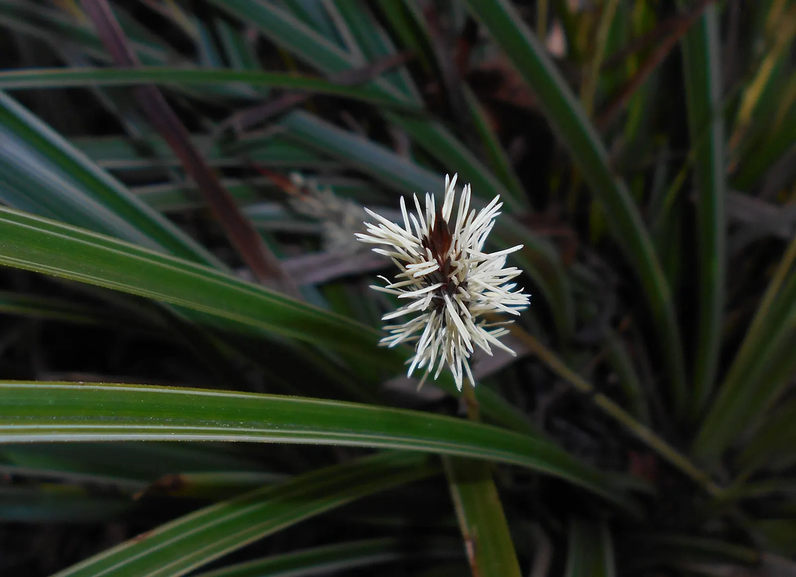Japanese Grass Sedge (Carex Morrowii) — Carex morrowii offers year-round interest with minimal maintenance; vibrant landscape.<br><br>Ideal for mass plantings