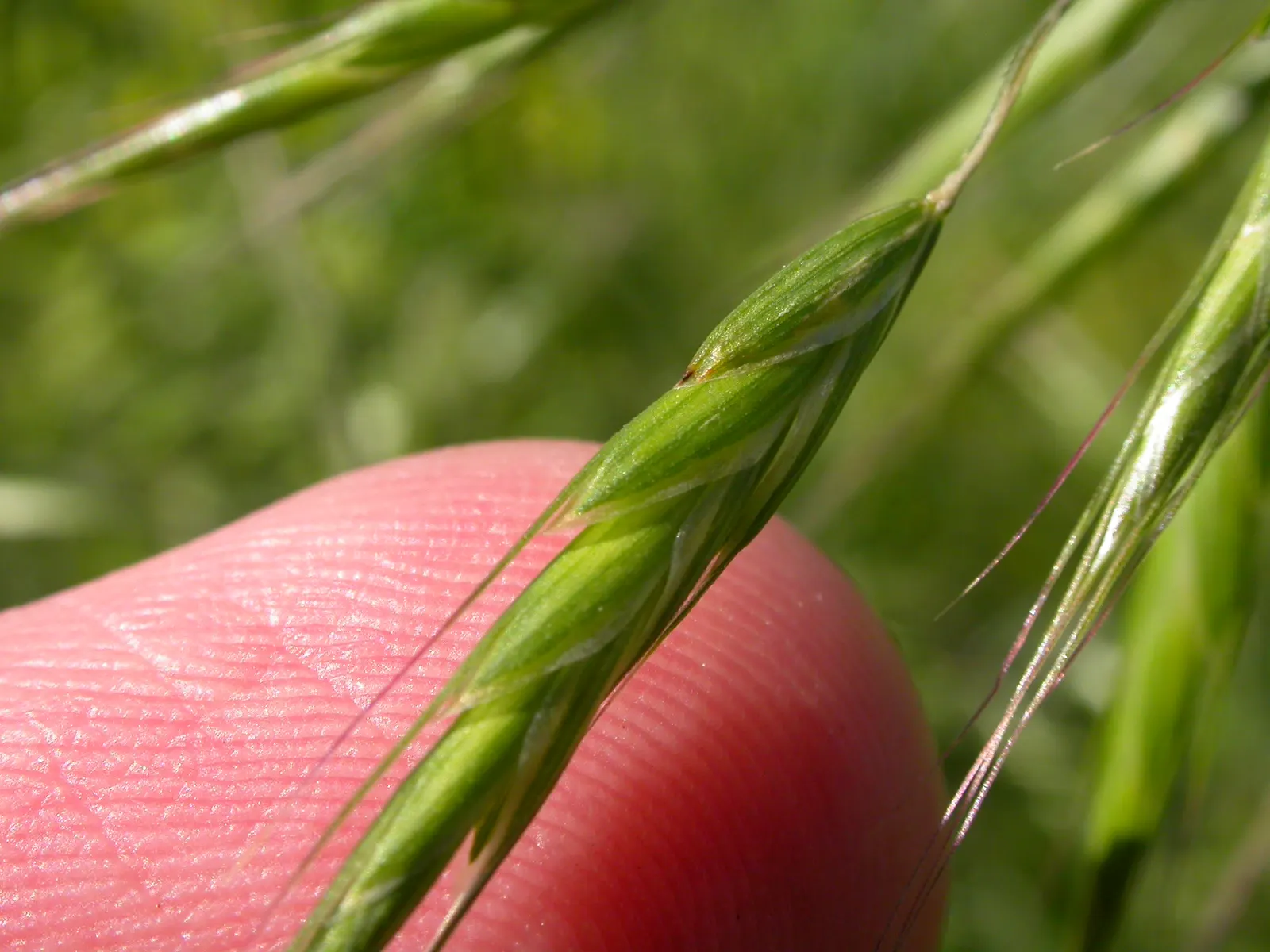Japanese Grass Sedge (Carex Morrowii) — gracefully arching to a height of about 1 foot; it is also an attractive option for erosion control on, image 113