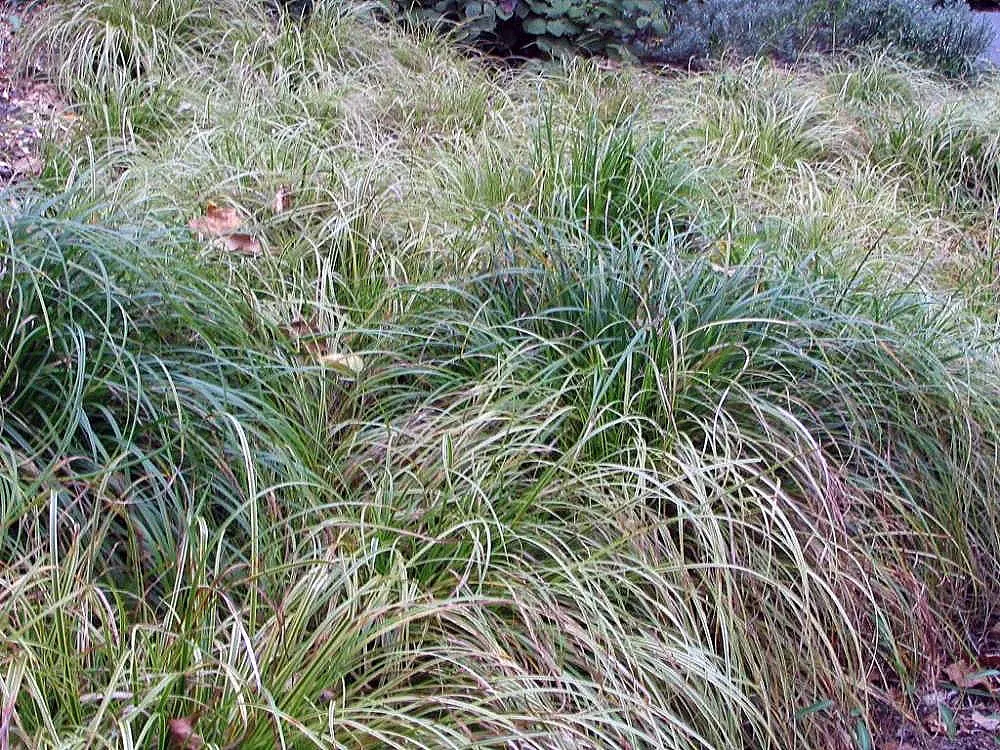 Japanese Grass Sedge (Carex Morrowii) — Its foliage consists of narrow; making it a reliable choice for a healthy, image 97