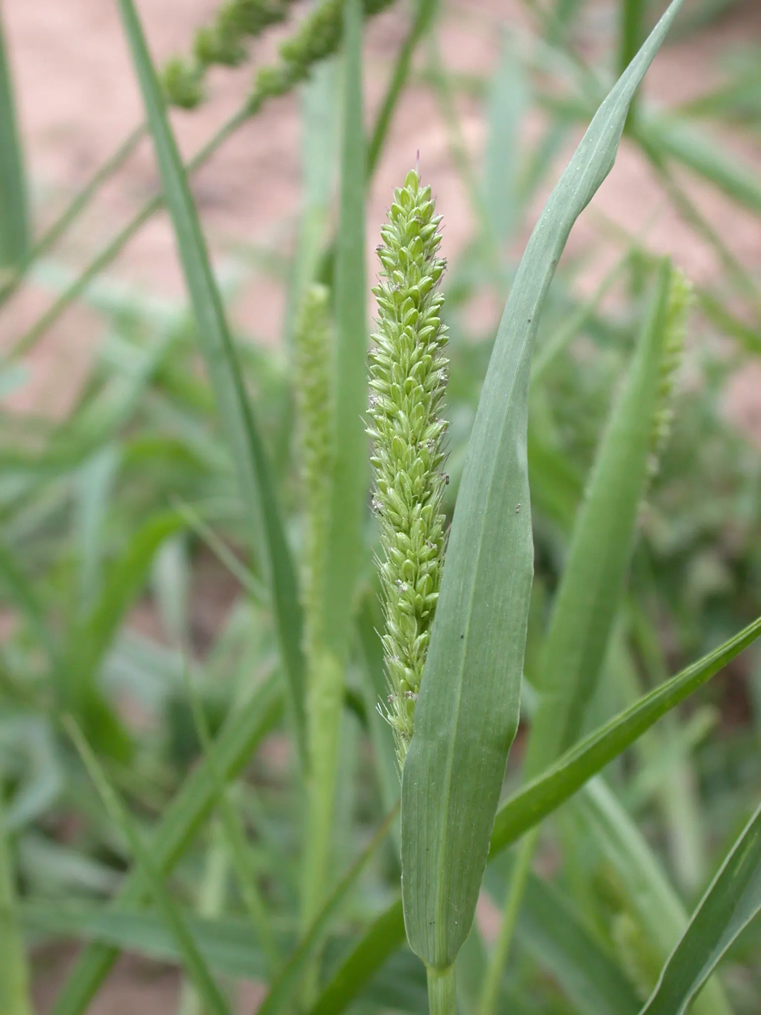 Japanese Grass Sedge (Carex Morrowii) — The Japanese Grass Sedge, Carex morrowii, is a decorative, clump-forming evergreen sedge, thriving in U.S, image 67