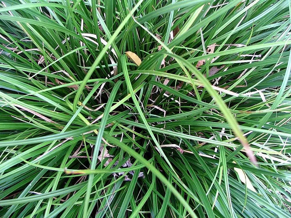 Japanese Grass Sedge (Carex Morrowii) — Its foliage consists of narrow; making it a reliable choice for a healthy, image 119