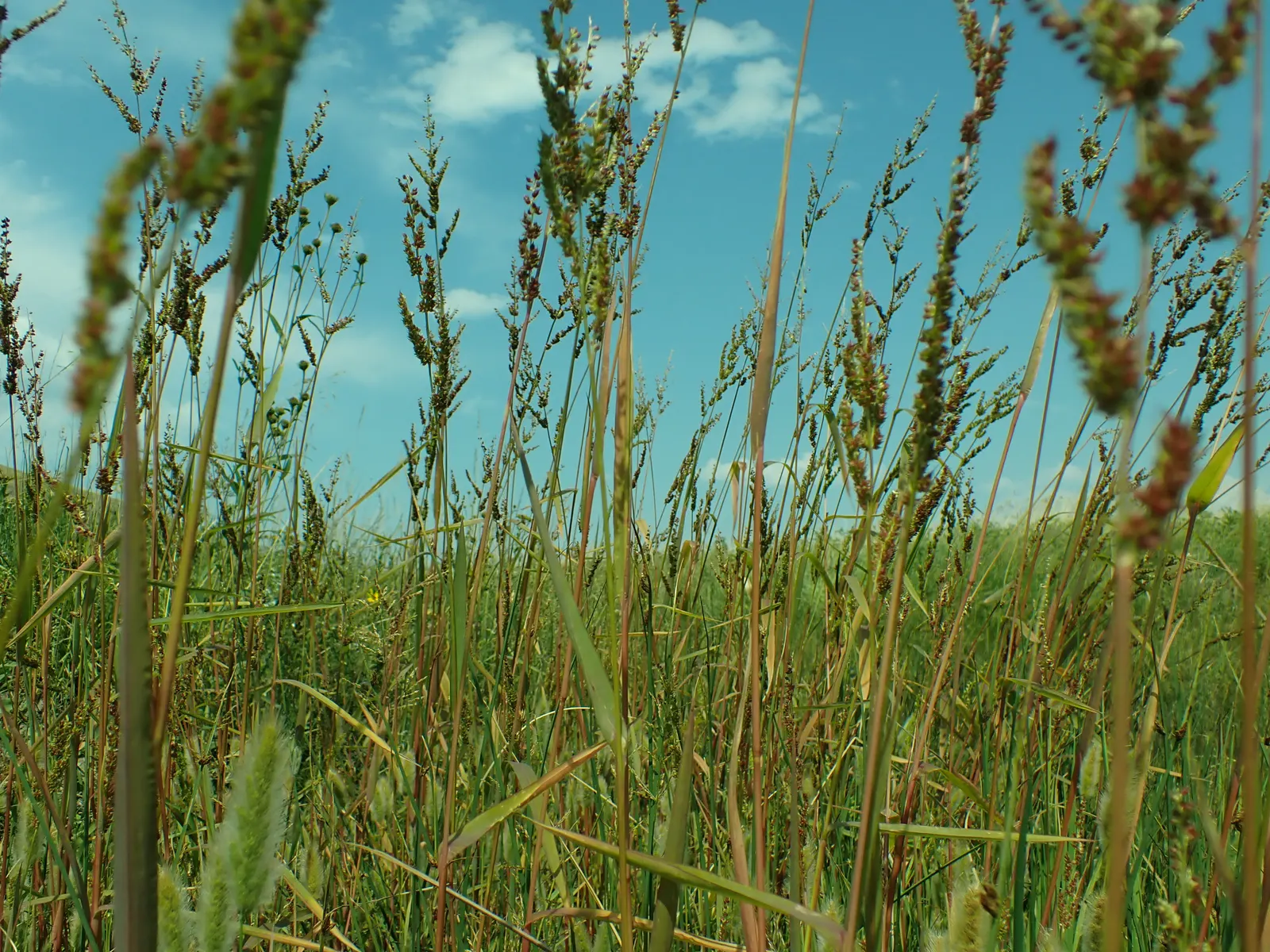 Japanese Grass Sedge (Carex Morrowii) — Its foliage consists of narrow