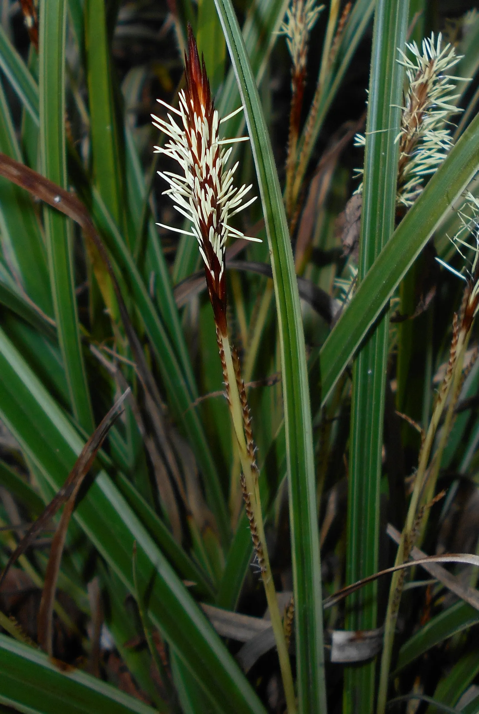 Japanese Grass Sedge (Carex Morrowii) — Its dense tufts are evergreen in milder climates, providing year-round interest