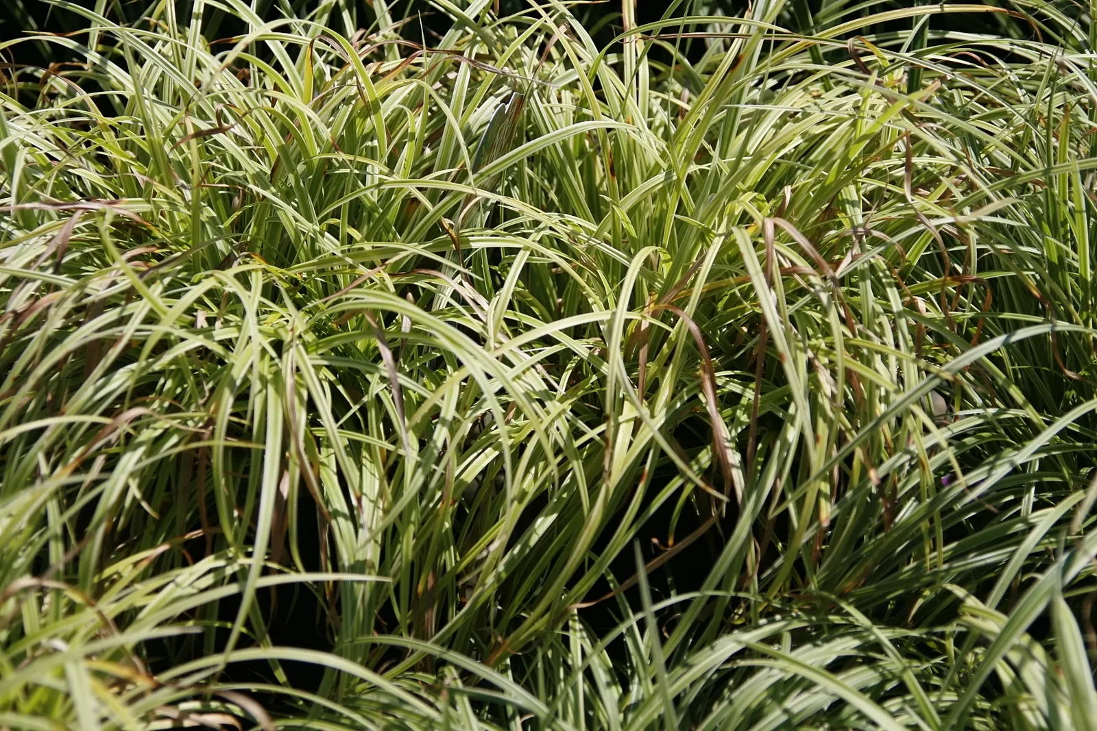 Japanese Grass Sedge (Carex Morrowii) — white flowers in the garden; ideal for border edges and shaded underplanting, image 130