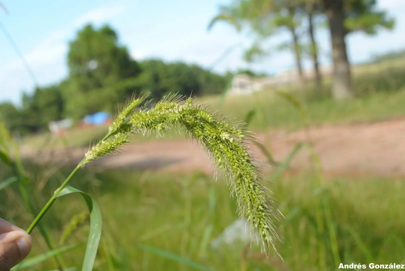 Japanese Grass Sedge (Carex Morrowii) — The Japanese Grass Sedge, Carex morrowii, is a decorative, clump-forming evergreen sedge, thriving in U.S, image 111