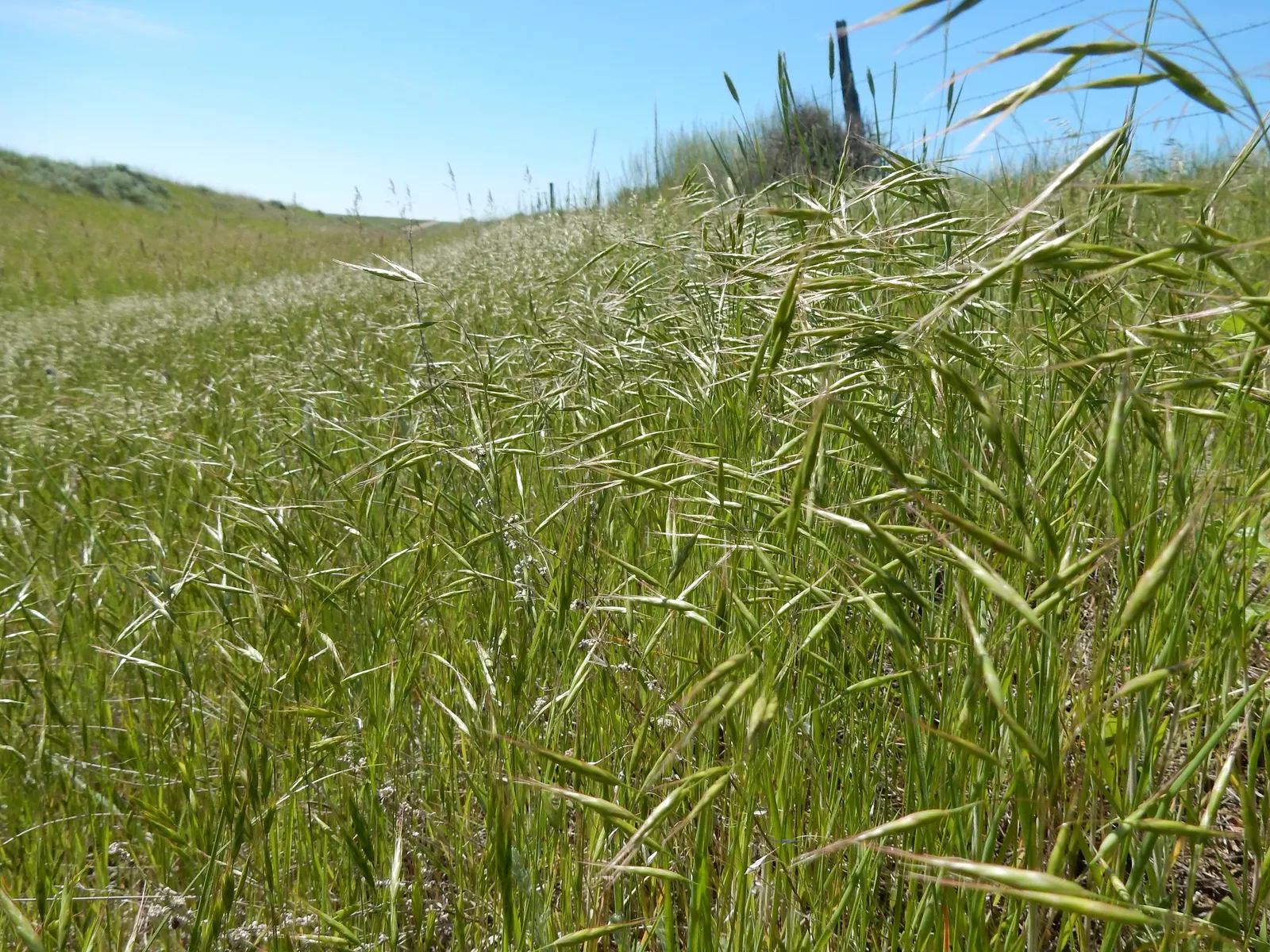 Japanese Grass Sedge (Carex Morrowii) — Its dense tufts are evergreen in milder climates, providing year-round interest; scientifically known as Carex morrowii