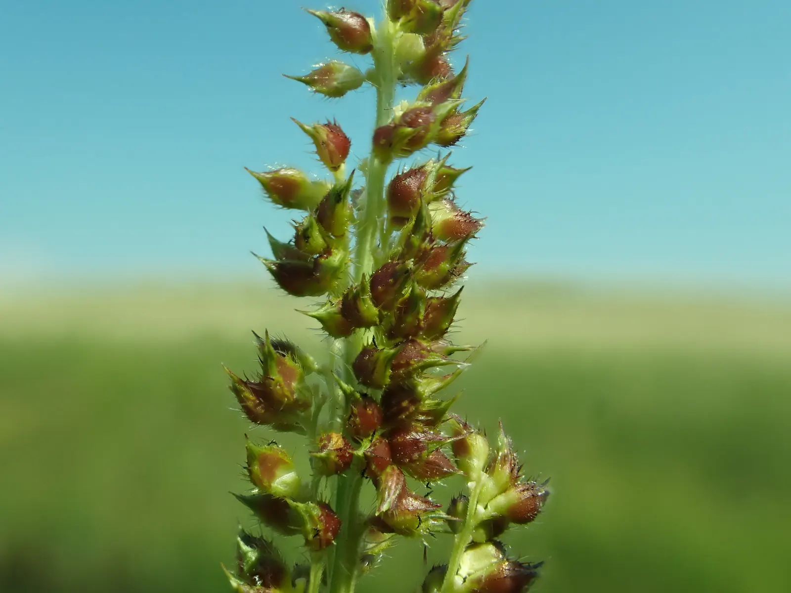 Japanese Grass Sedge (Carex Morrowii) — making it a reliable choice for a healthy