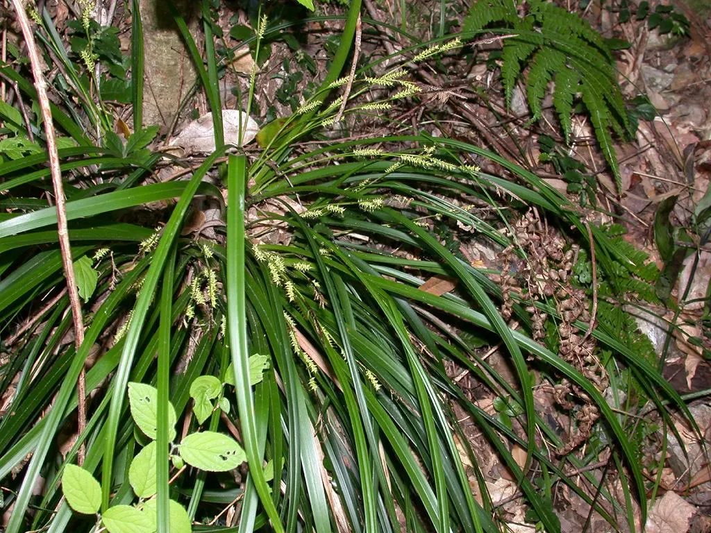 Japanese Grass Sedge (Carex Morrowii) — Its dense tufts are evergreen in milder climates, providing year-round interest; scientifically known as, image 80