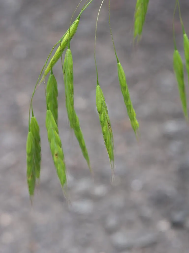 Japanese Grass Sedge (Carex Morrowii) — Prefers partial to full shade and moist, well-drained soils; gracefully arching to a height of about 1 foot, image 92