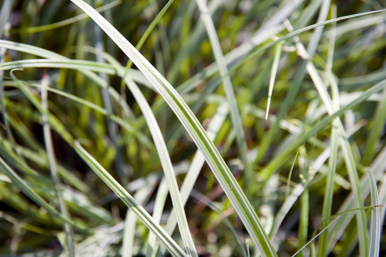 Japanese Grass Sedge (Carex Morrowii) — Its dense tufts are evergreen in milder climates, providing year-round interest; scientifically known as, image 146