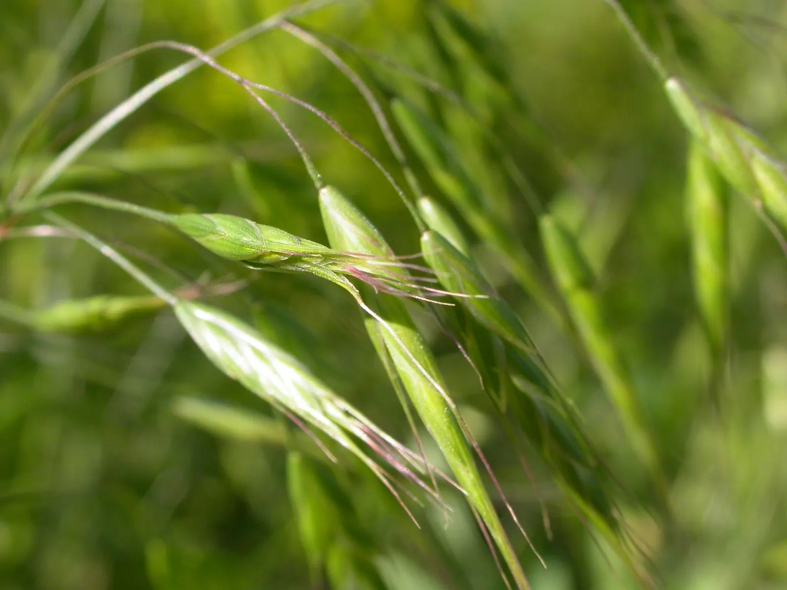 Japanese Grass Sedge (Carex Morrowii) — making it a reliable choice for a healthy; grass / ground cover with white blooms, image 82