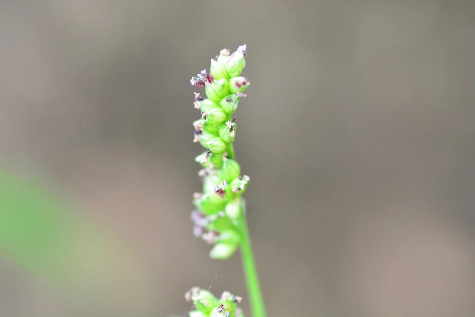 Japanese Grass Sedge (Carex Morrowii) — this sedge is rarely affected by pests or diseases; its dense tufts are evergreen in milder climates, image 125
