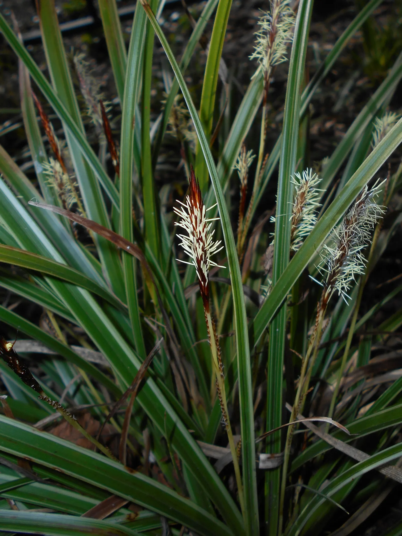 Japanese Grass Sedge (Carex Morrowii) — this sedge is rarely affected by pests or diseases; its dense tufts are evergreen in milder climates, image 59